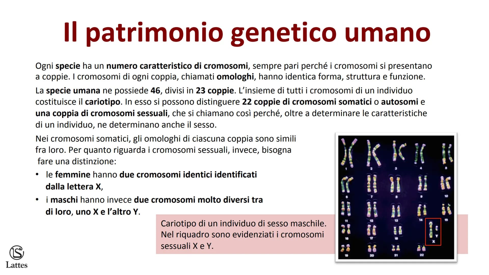 S
Lattes II DNA S
Lattes
Che cos'è il DNA
In tutti gli esseri viventi le istruzioni che definiscono,
regolano e mantengono le caratteristich