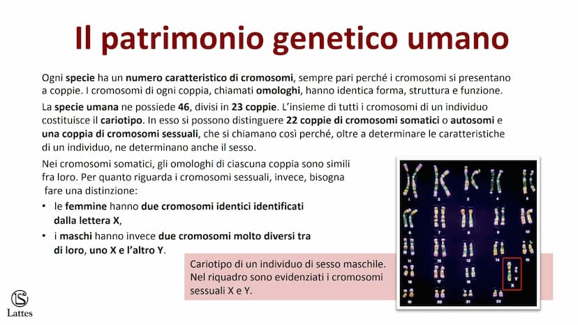 S
Lattes II DNA S
Lattes
Che cos'è il DNA
In tutti gli esseri viventi le istruzioni che definiscono,
regolano e mantengono le caratteristich