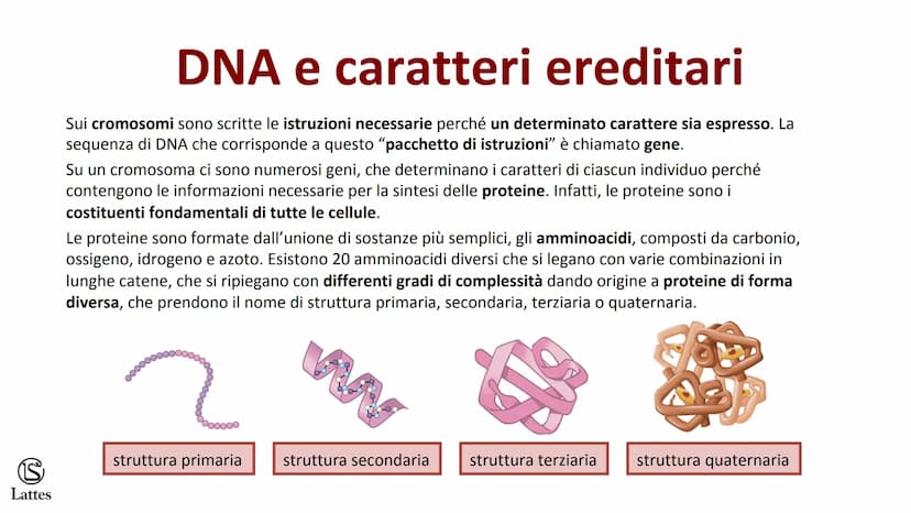 S
Lattes II DNA S
Lattes
Che cos'è il DNA
In tutti gli esseri viventi le istruzioni che definiscono,
regolano e mantengono le caratteristich