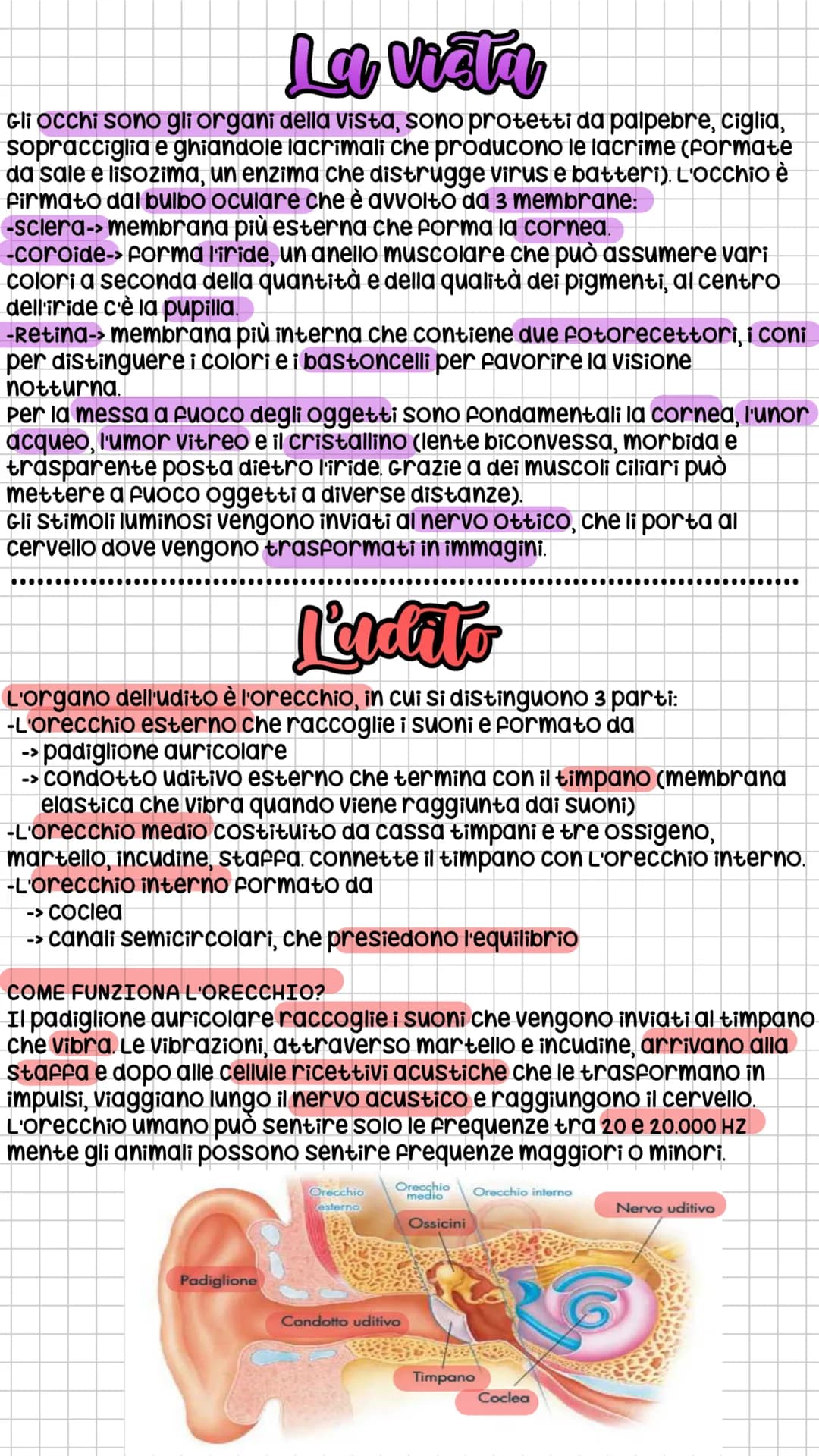 La vista
Gli occhi sono gli organi della vista, sono protetti da palpebre, ciglia,
sopracciglia e ghiandole lacrimali che producono le lacri