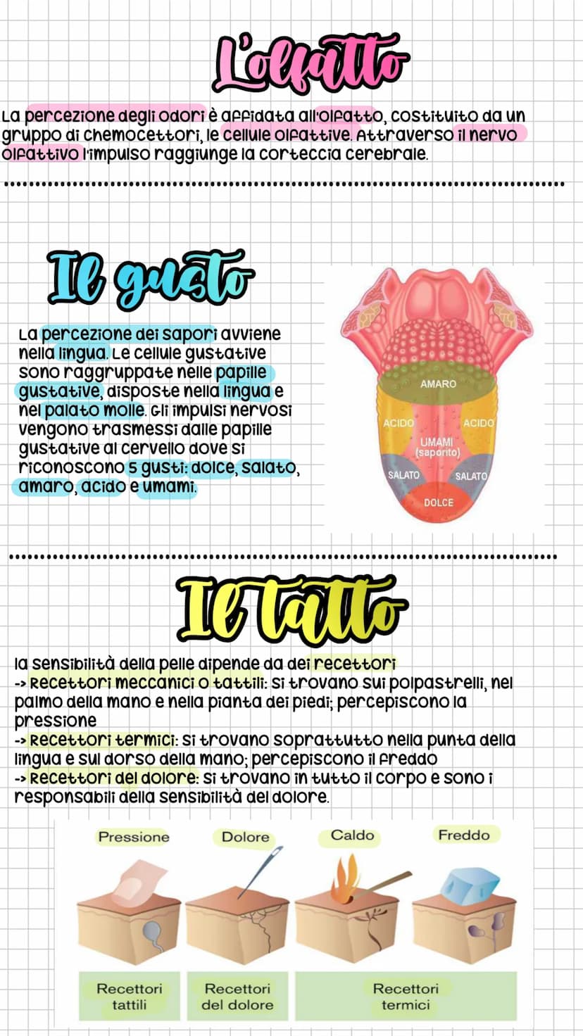 La vista
Gli occhi sono gli organi della vista, sono protetti da palpebre, ciglia,
sopracciglia e ghiandole lacrimali che producono le lacri