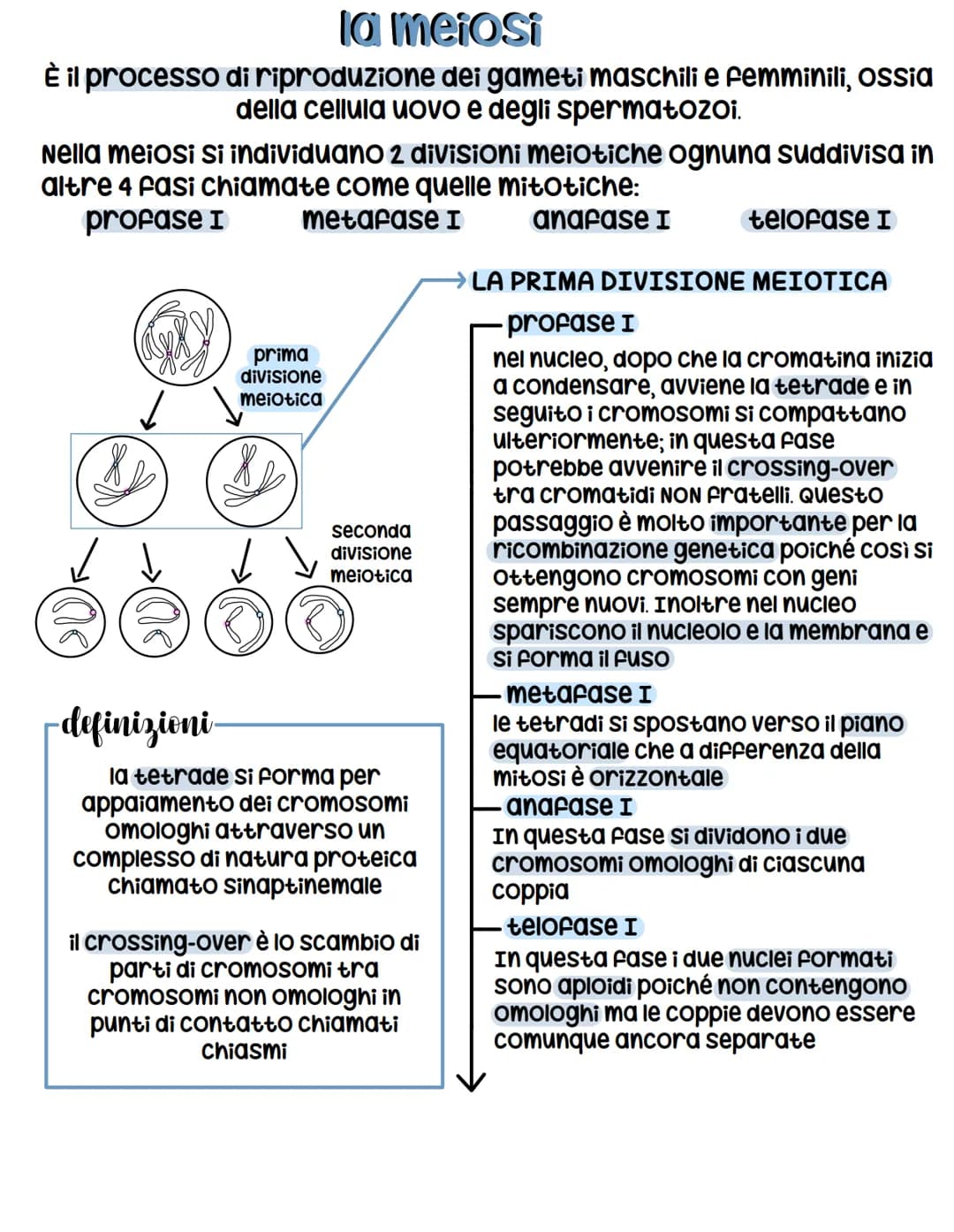 la mitosi
è un processo di divisione NUCLEARE che porta alla formazione di 2 nuclei uguali
tra loro e alla cellula madre.
avviene negli orga