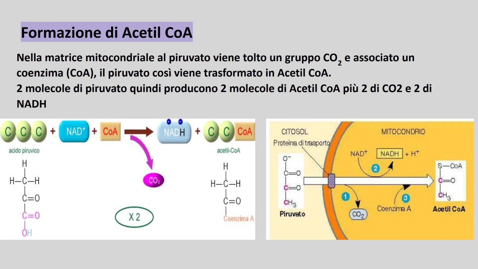 METABOLISMO ENERGETICO
insieme delle reazioni chimiche utilizzate dalla cellula per
produrre ATP. ATP
L'ATP è una molecola utile a fornire e