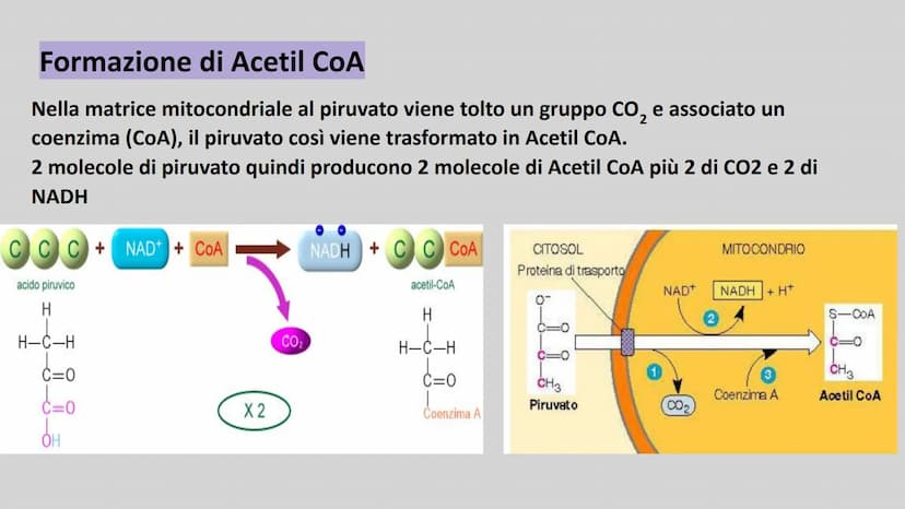 METABOLISMO ENERGETICO
insieme delle reazioni chimiche utilizzate dalla cellula per
produrre ATP. ATP
L'ATP è una molecola utile a fornire e