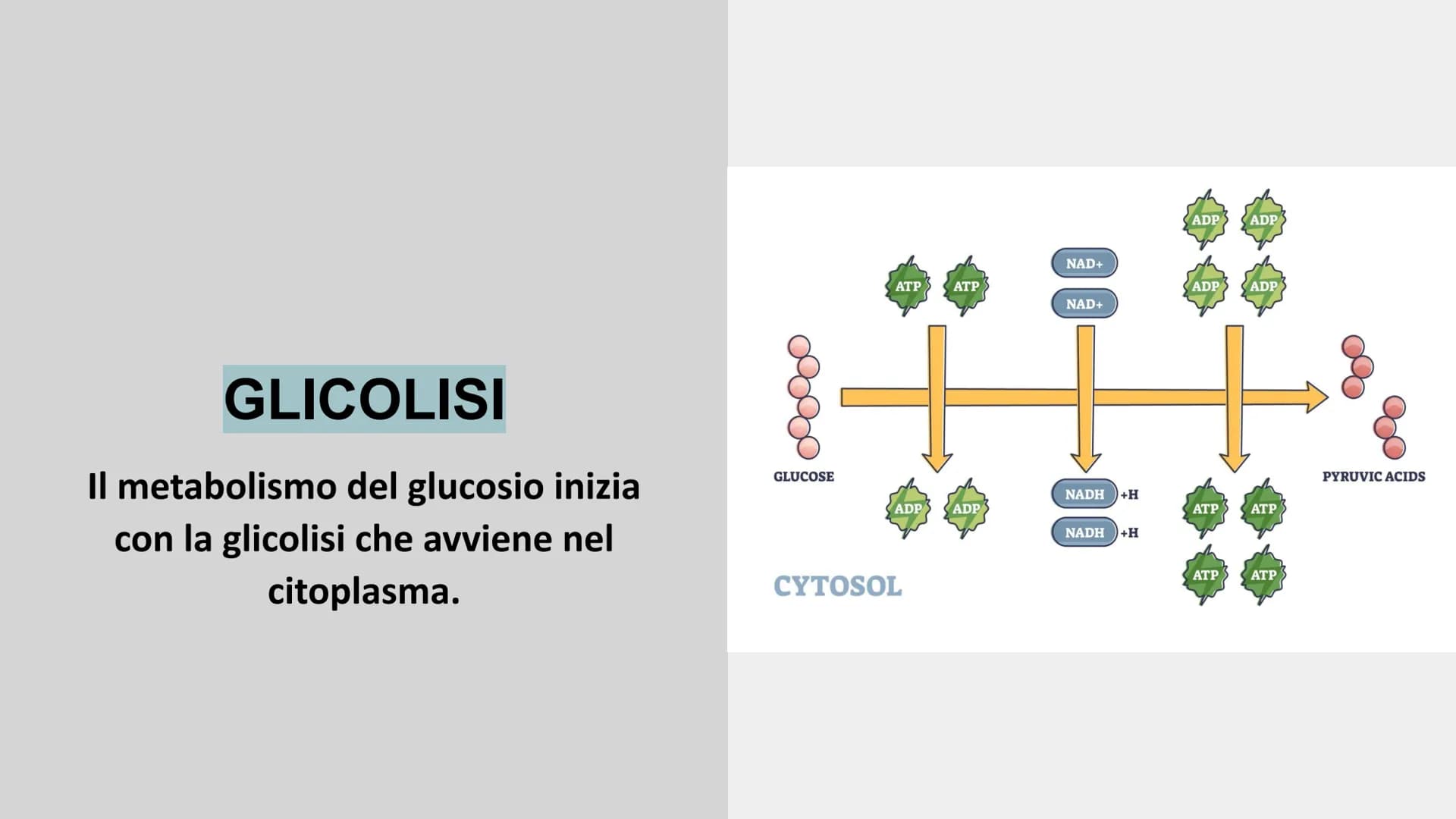 METABOLISMO ENERGETICO
insieme delle reazioni chimiche utilizzate dalla cellula per
produrre ATP. ATP
L'ATP è una molecola utile a fornire e