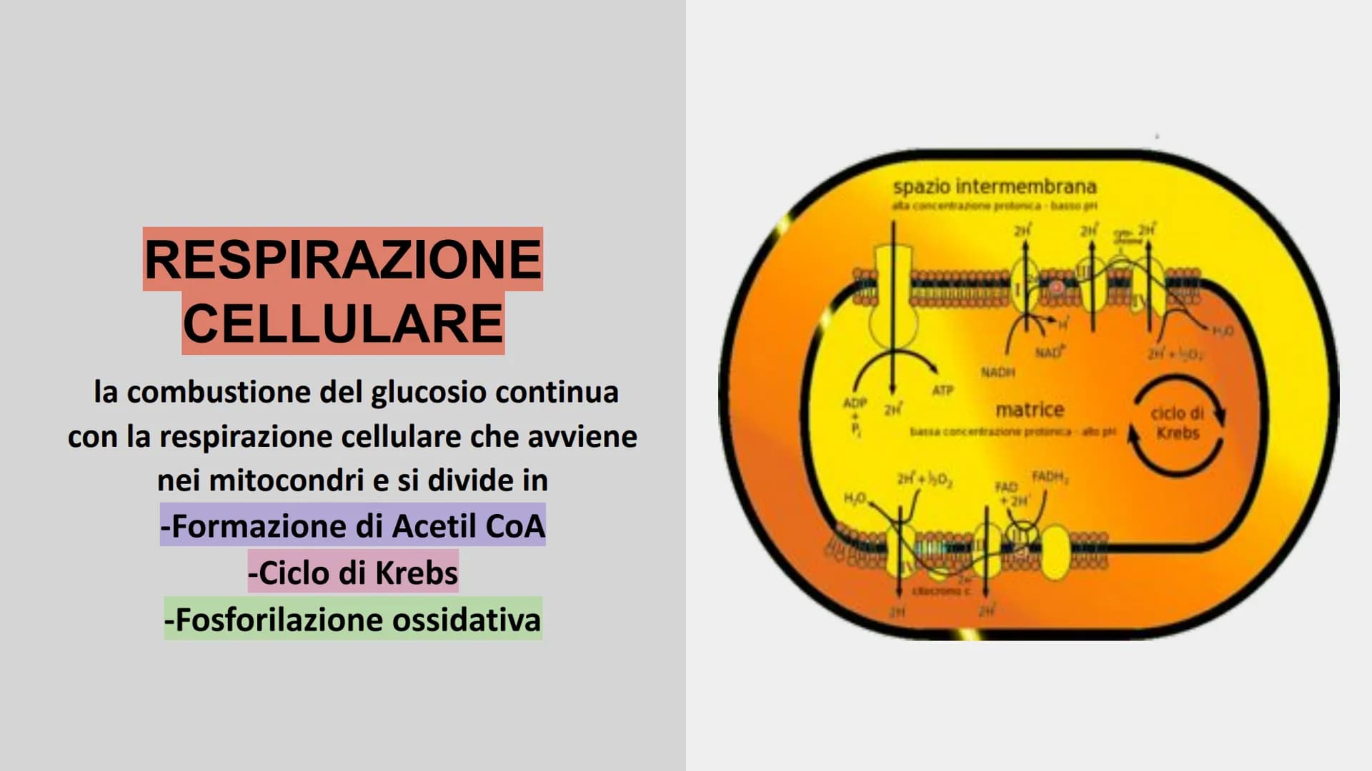 METABOLISMO ENERGETICO
insieme delle reazioni chimiche utilizzate dalla cellula per
produrre ATP. ATP
L'ATP è una molecola utile a fornire e