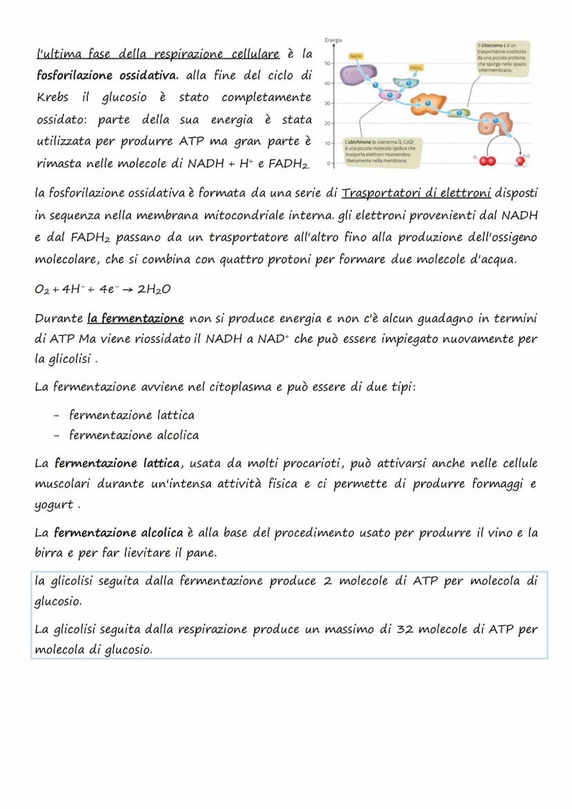 Il trasporto cellulare e
il metabolismo energetico
1.Le cellule e l'Energia
L'energia può presentarsi in diverse forme: 1. Chimica 4. Lumino