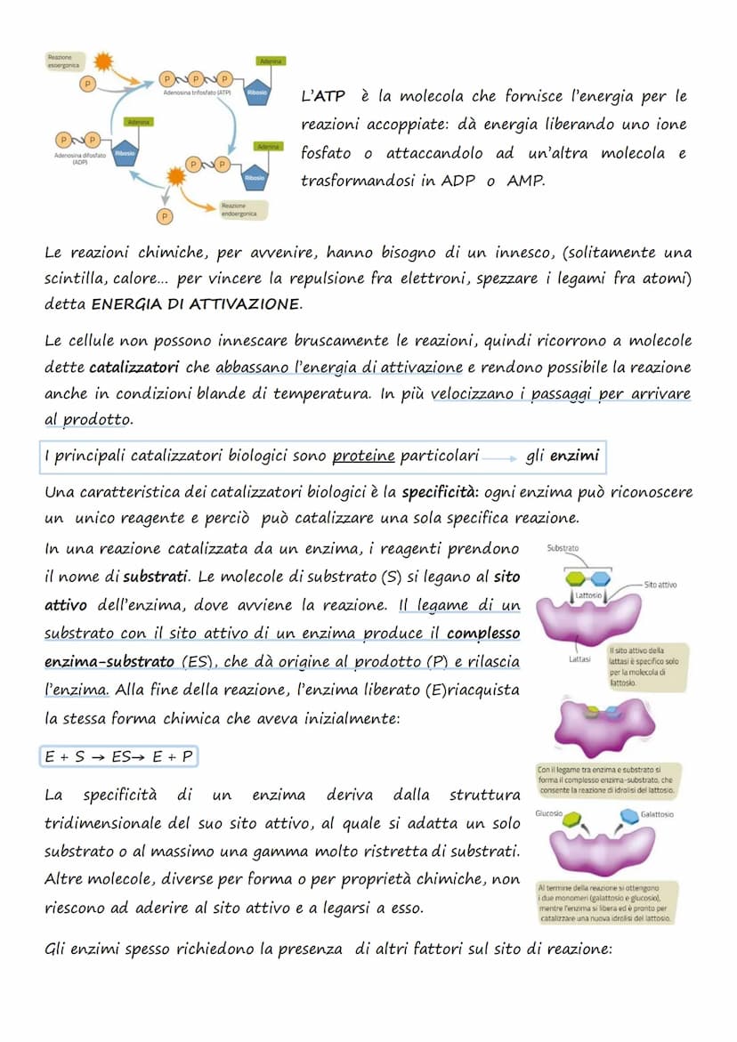 Il trasporto cellulare e
il metabolismo energetico
1.Le cellule e l'Energia
L'energia può presentarsi in diverse forme: 1. Chimica 4. Lumino