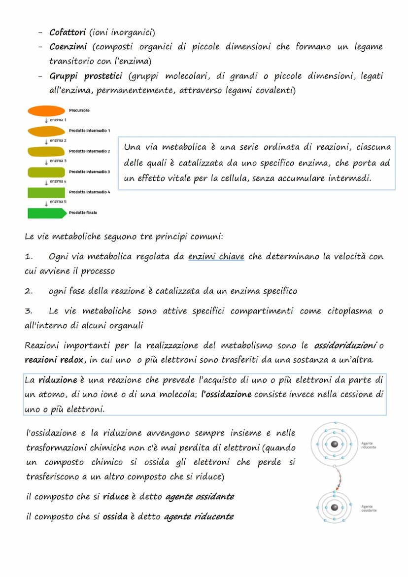Il trasporto cellulare e
il metabolismo energetico
1.Le cellule e l'Energia
L'energia può presentarsi in diverse forme: 1. Chimica 4. Lumino