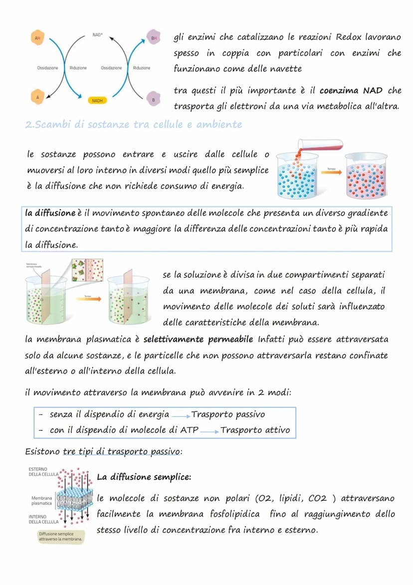 Il trasporto cellulare e
il metabolismo energetico
1.Le cellule e l'Energia
L'energia può presentarsi in diverse forme: 1. Chimica 4. Lumino