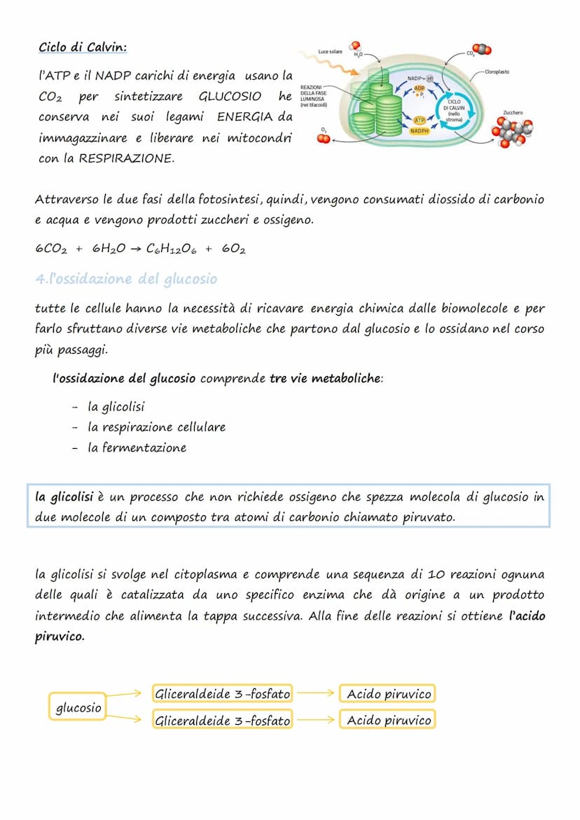 Il trasporto cellulare e
il metabolismo energetico
1.Le cellule e l'Energia
L'energia può presentarsi in diverse forme: 1. Chimica 4. Lumino