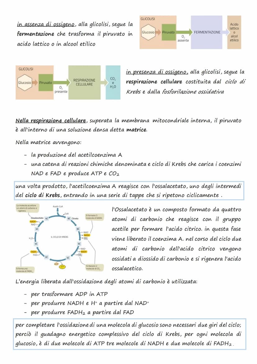 Il trasporto cellulare e
il metabolismo energetico
1.Le cellule e l'Energia
L'energia può presentarsi in diverse forme: 1. Chimica 4. Lumino