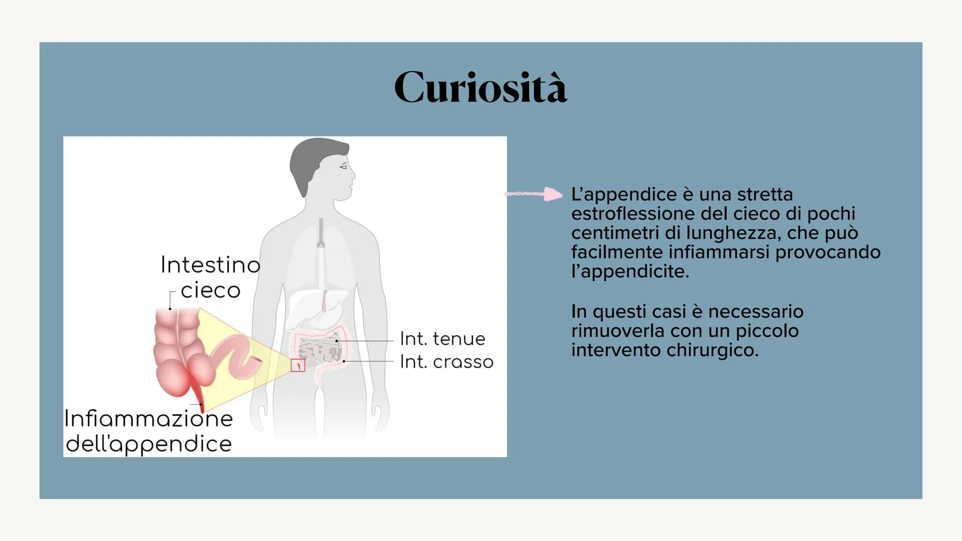 L'apparato digerente ?
?
Che cos'è?
L'apparato digerente è l'apparato che
permette al nostro corpo di assorbire le
sostanze nutritive, degra