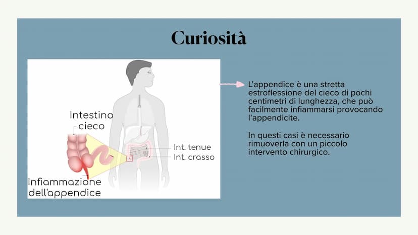 L'apparato digerente ?
?
Che cos'è?
L'apparato digerente è l'apparato che
permette al nostro corpo di assorbire le
sostanze nutritive, degra