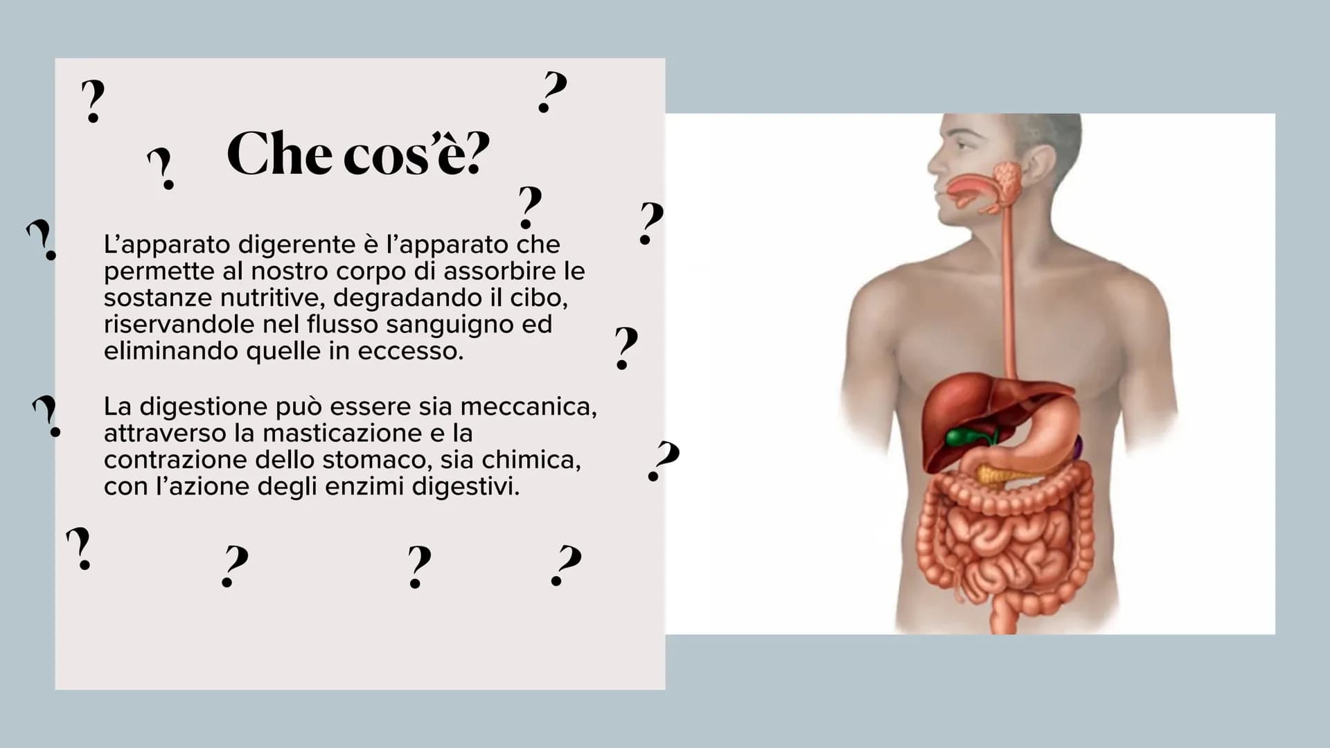 L'apparato digerente ?
?
Che cos'è?
L'apparato digerente è l'apparato che
permette al nostro corpo di assorbire le
sostanze nutritive, degra