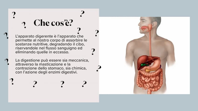 L'apparato digerente ?
?
Che cos'è?
L'apparato digerente è l'apparato che
permette al nostro corpo di assorbire le
sostanze nutritive, degra