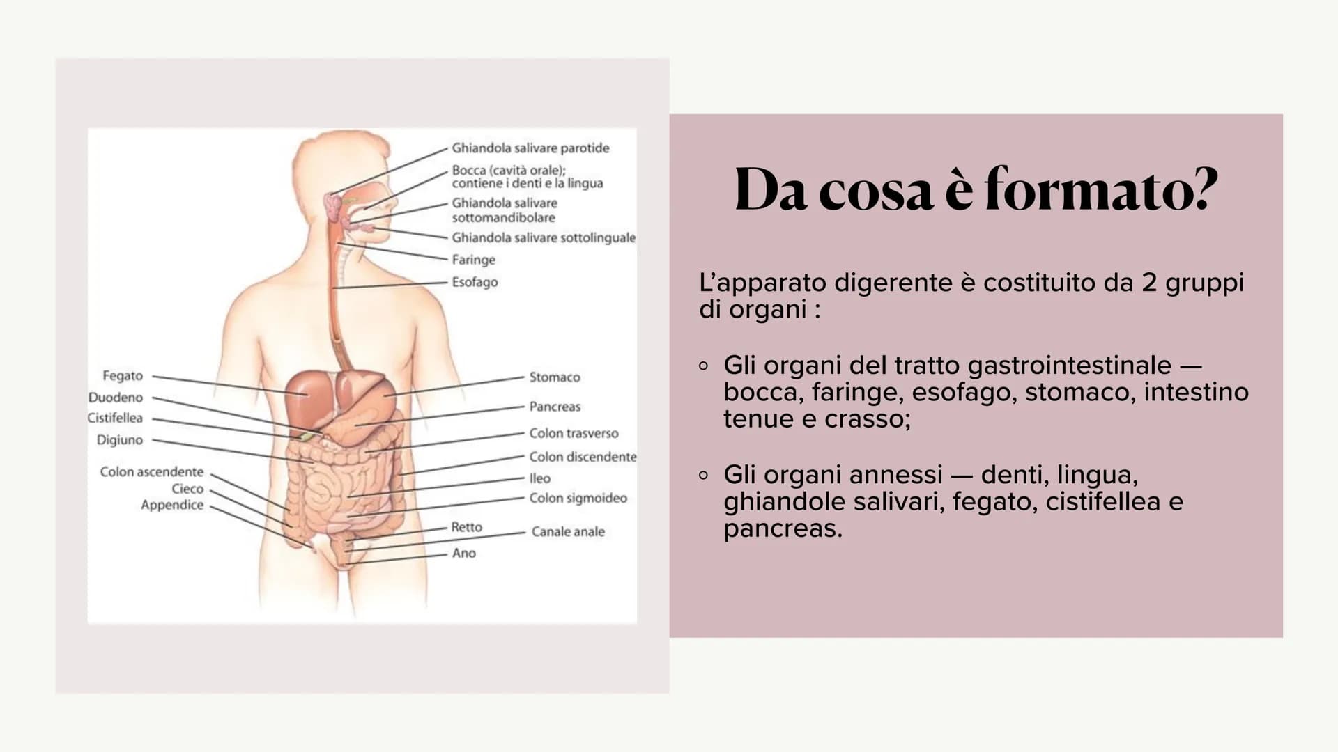 L'apparato digerente ?
?
Che cos'è?
L'apparato digerente è l'apparato che
permette al nostro corpo di assorbire le
sostanze nutritive, degra