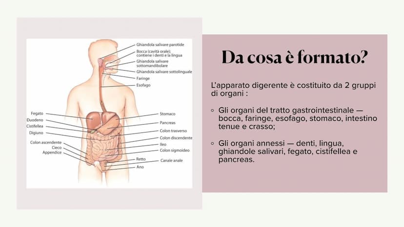 L'apparato digerente ?
?
Che cos'è?
L'apparato digerente è l'apparato che
permette al nostro corpo di assorbire le
sostanze nutritive, degra