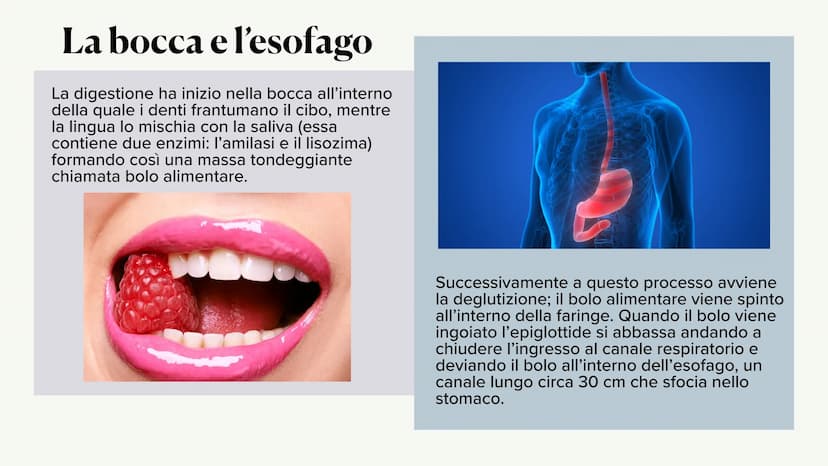 L'apparato digerente ?
?
Che cos'è?
L'apparato digerente è l'apparato che
permette al nostro corpo di assorbire le
sostanze nutritive, degra