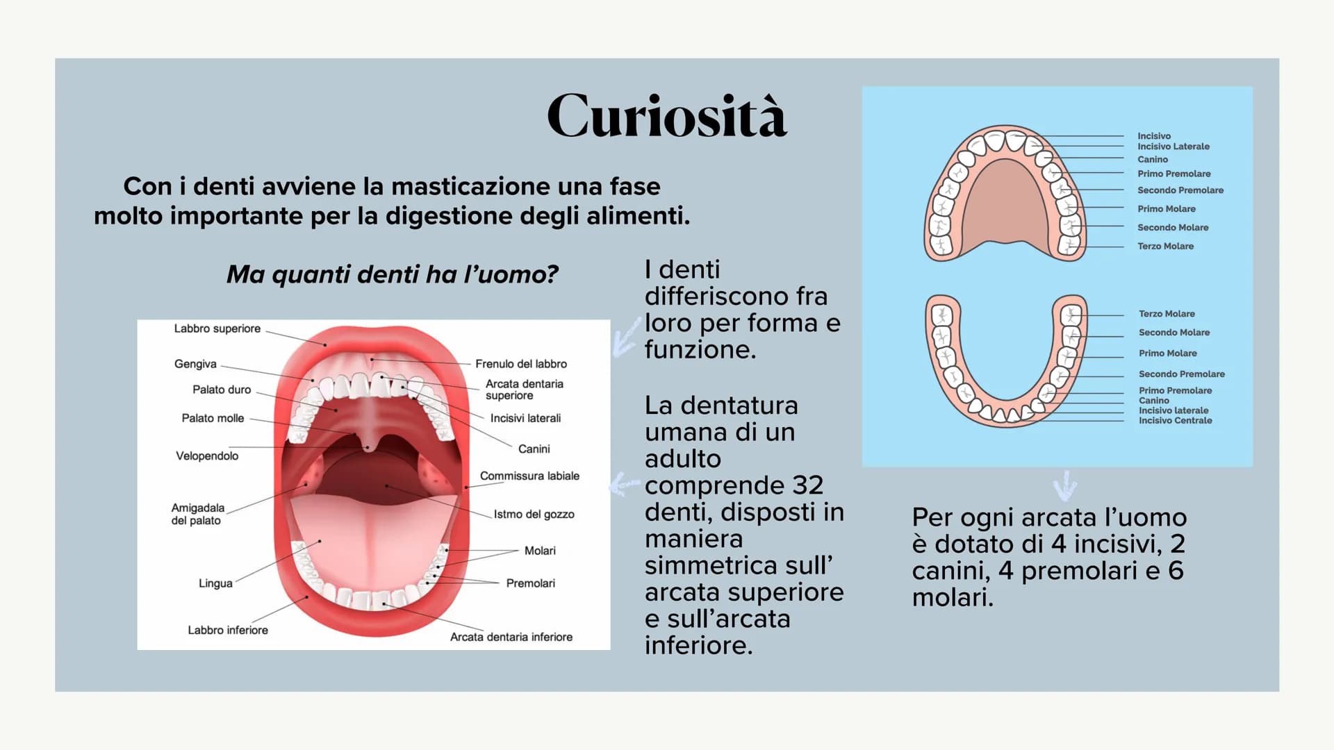 L'apparato digerente ?
?
Che cos'è?
L'apparato digerente è l'apparato che
permette al nostro corpo di assorbire le
sostanze nutritive, degra