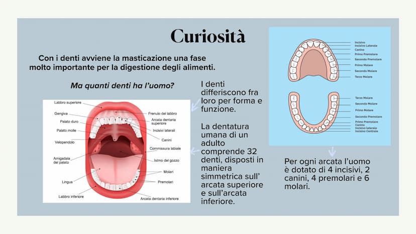 L'apparato digerente ?
?
Che cos'è?
L'apparato digerente è l'apparato che
permette al nostro corpo di assorbire le
sostanze nutritive, degra