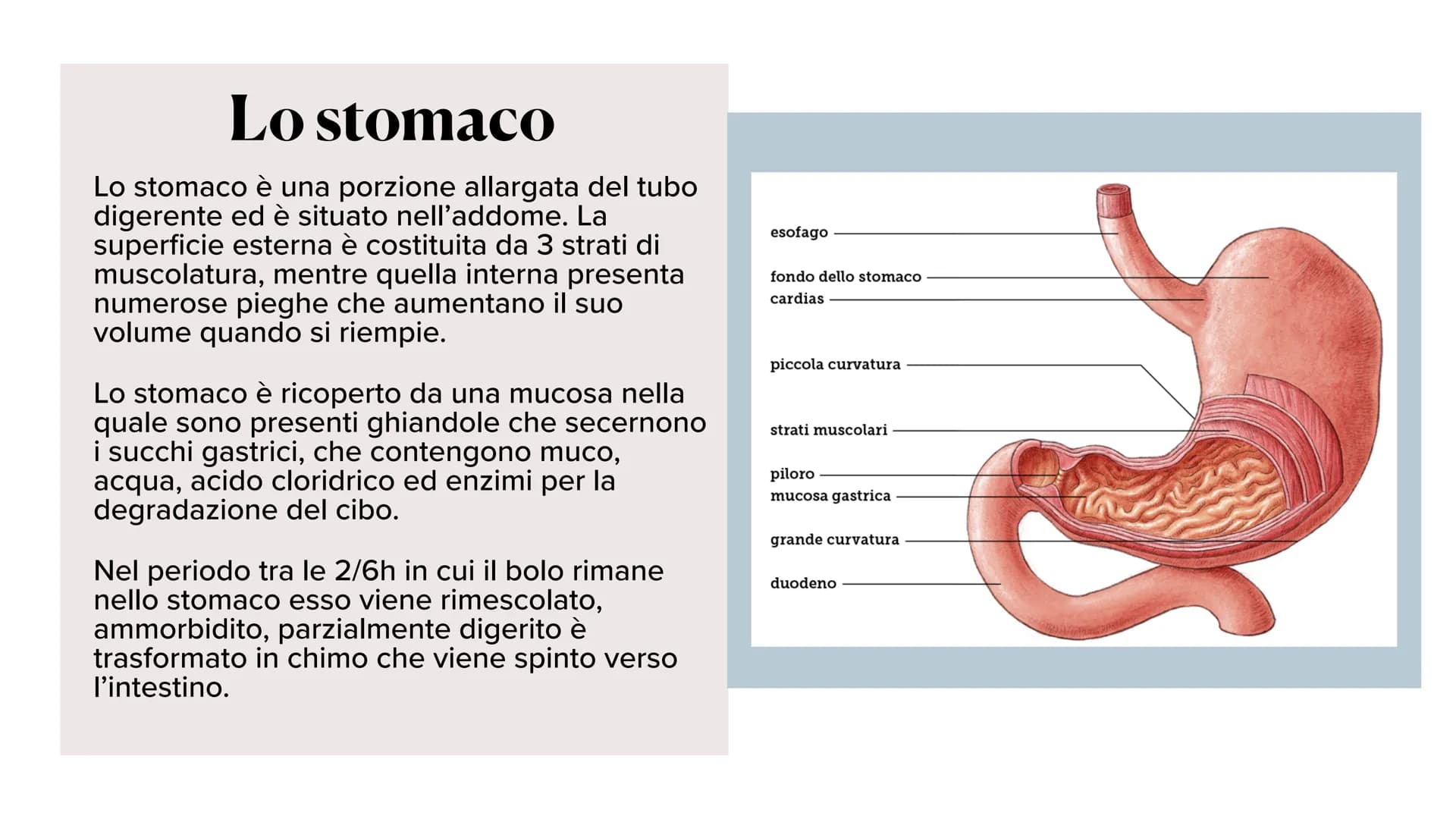 L'apparato digerente ?
?
Che cos'è?
L'apparato digerente è l'apparato che
permette al nostro corpo di assorbire le
sostanze nutritive, degra