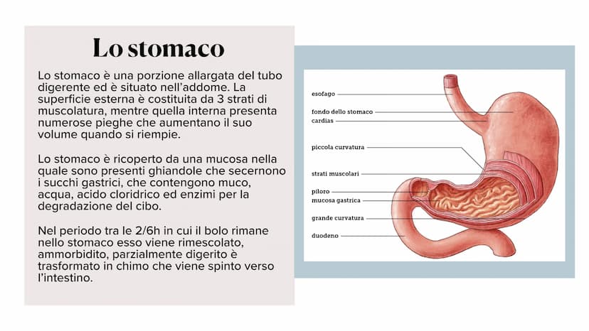 L'apparato digerente ?
?
Che cos'è?
L'apparato digerente è l'apparato che
permette al nostro corpo di assorbire le
sostanze nutritive, degra