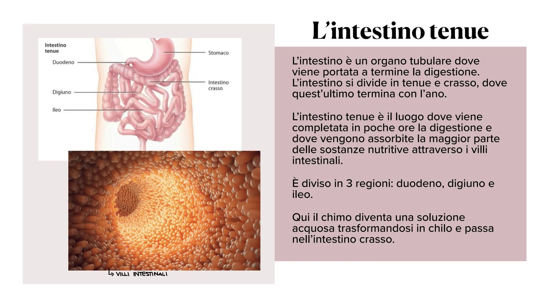 L'apparato digerente ?
?
Che cos'è?
L'apparato digerente è l'apparato che
permette al nostro corpo di assorbire le
sostanze nutritive, degra