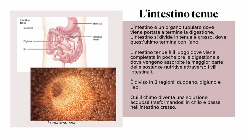 L'apparato digerente ?
?
Che cos'è?
L'apparato digerente è l'apparato che
permette al nostro corpo di assorbire le
sostanze nutritive, degra