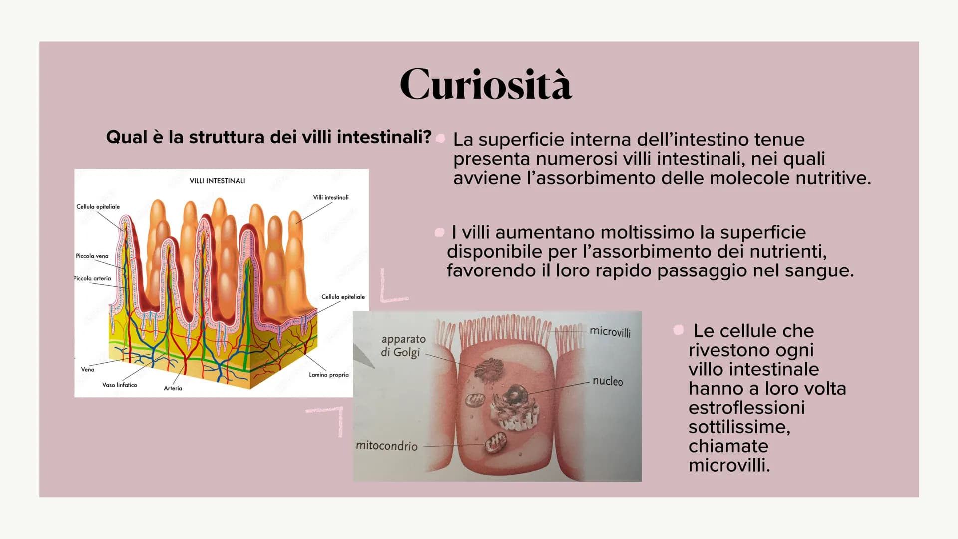 L'apparato digerente ?
?
Che cos'è?
L'apparato digerente è l'apparato che
permette al nostro corpo di assorbire le
sostanze nutritive, degra