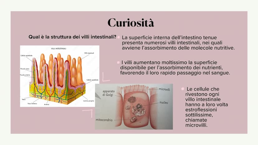 L'apparato digerente ?
?
Che cos'è?
L'apparato digerente è l'apparato che
permette al nostro corpo di assorbire le
sostanze nutritive, degra