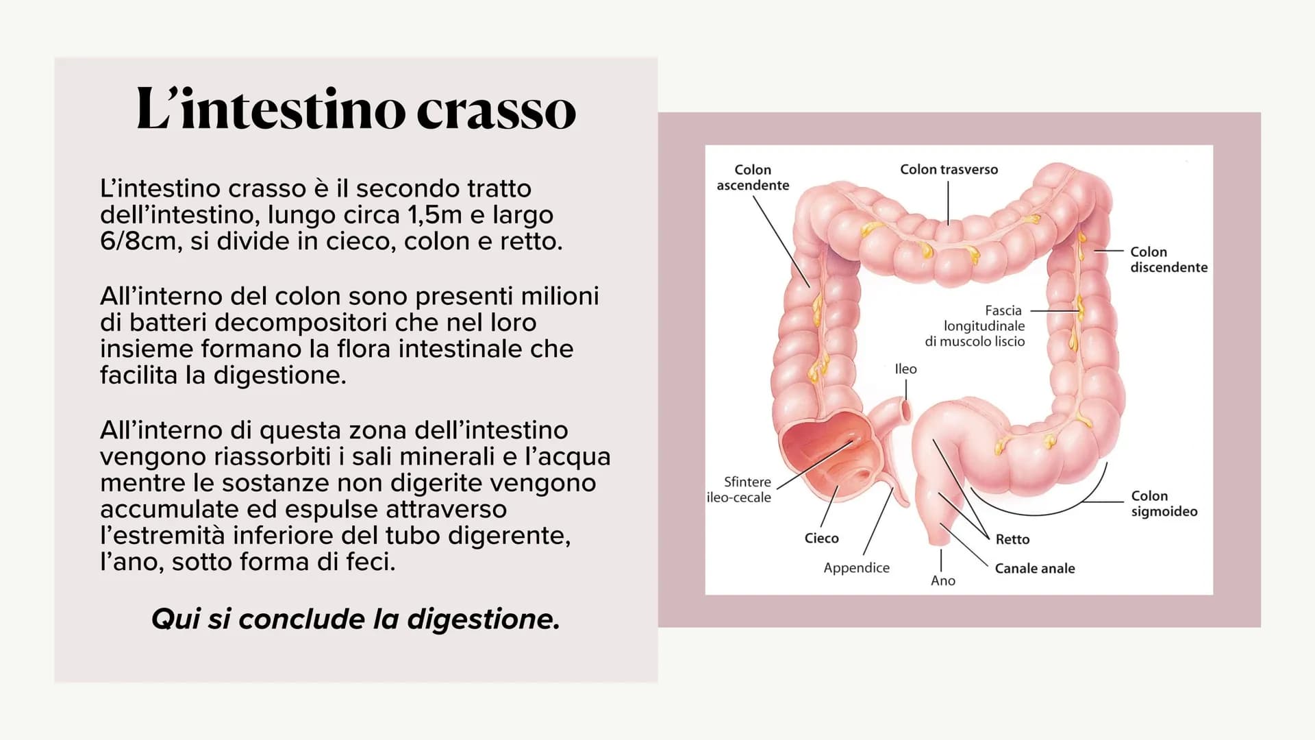 L'apparato digerente ?
?
Che cos'è?
L'apparato digerente è l'apparato che
permette al nostro corpo di assorbire le
sostanze nutritive, degra