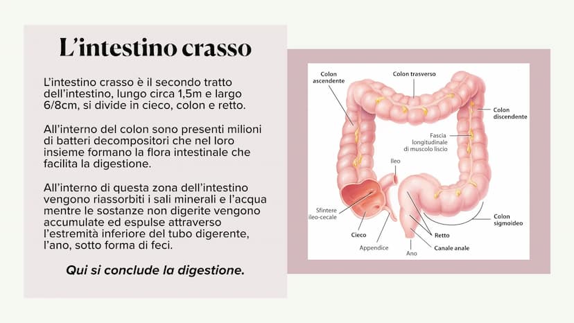 L'apparato digerente ?
?
Che cos'è?
L'apparato digerente è l'apparato che
permette al nostro corpo di assorbire le
sostanze nutritive, degra