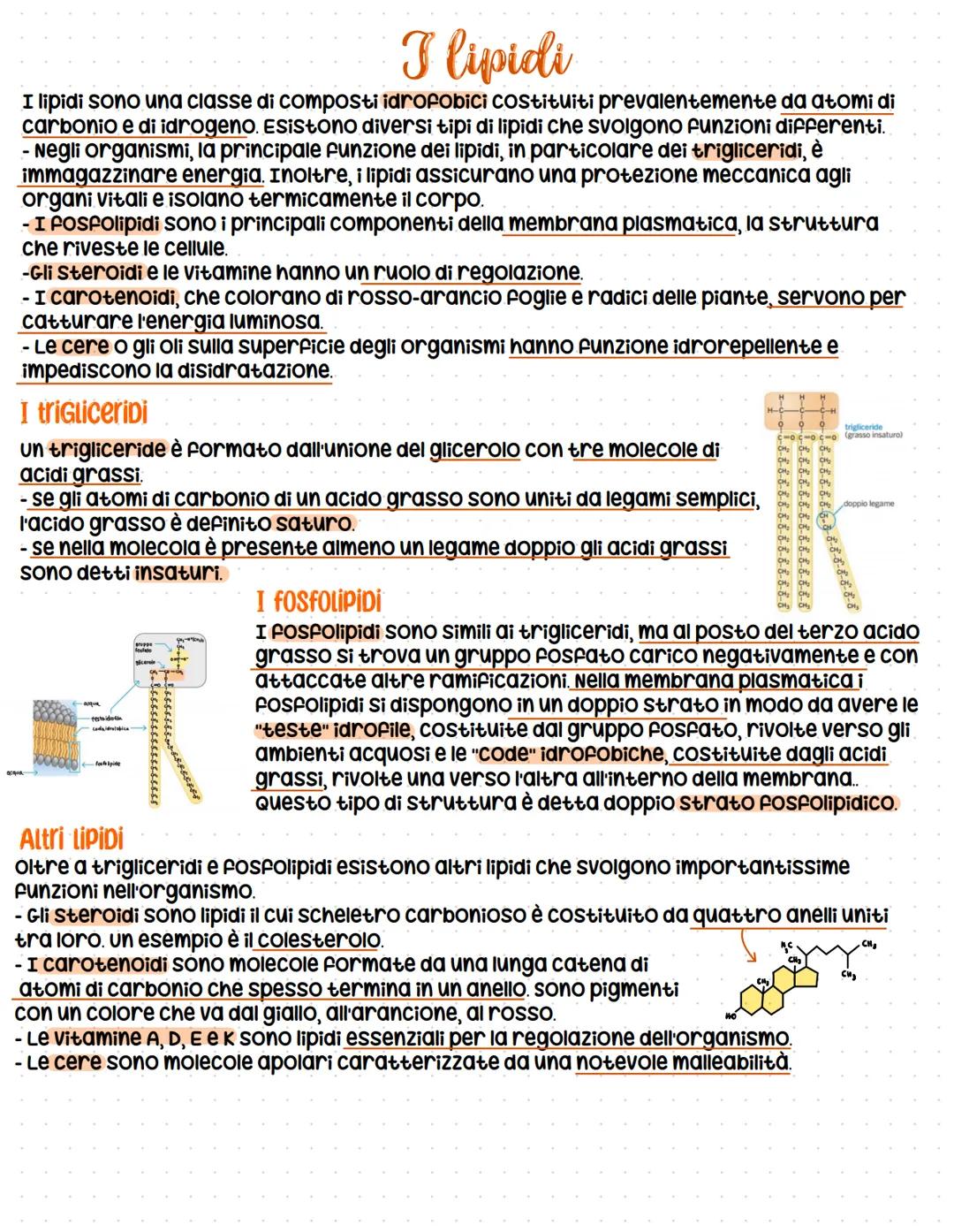 # I lipidi

I lipidi sono una classe di composti idrofobici Costituiti prevalentemente da atomi di
carbonio e di idrogeno. Esistono diversi 