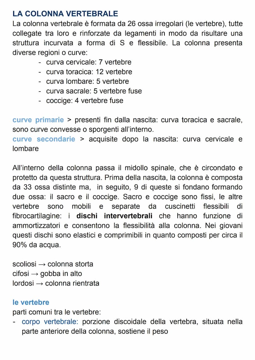 SISTEMA SCHELETRICO
Il nostro scheletro è un endoscheletro, formato da 206 ossa singole
connesse da 68 articolazioni.
Le ossa sono formate d
