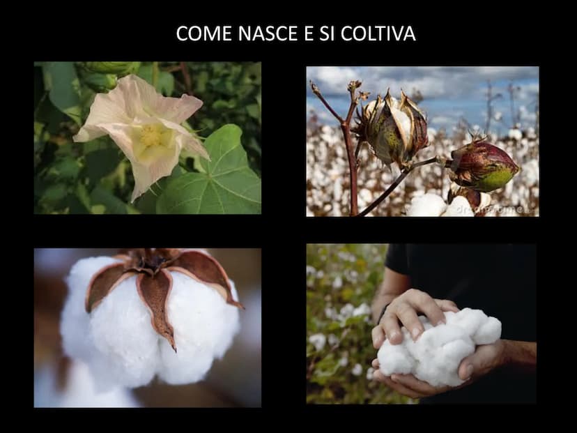 Le fibre tessili FIBRE
TESSILI
NATURALI
CHIMICHE
Miten
VEGETALI
ARTIFICIALI
ANIMALI
SINTETICHE
MINERALI Si chiamano fibre tessili quei mater