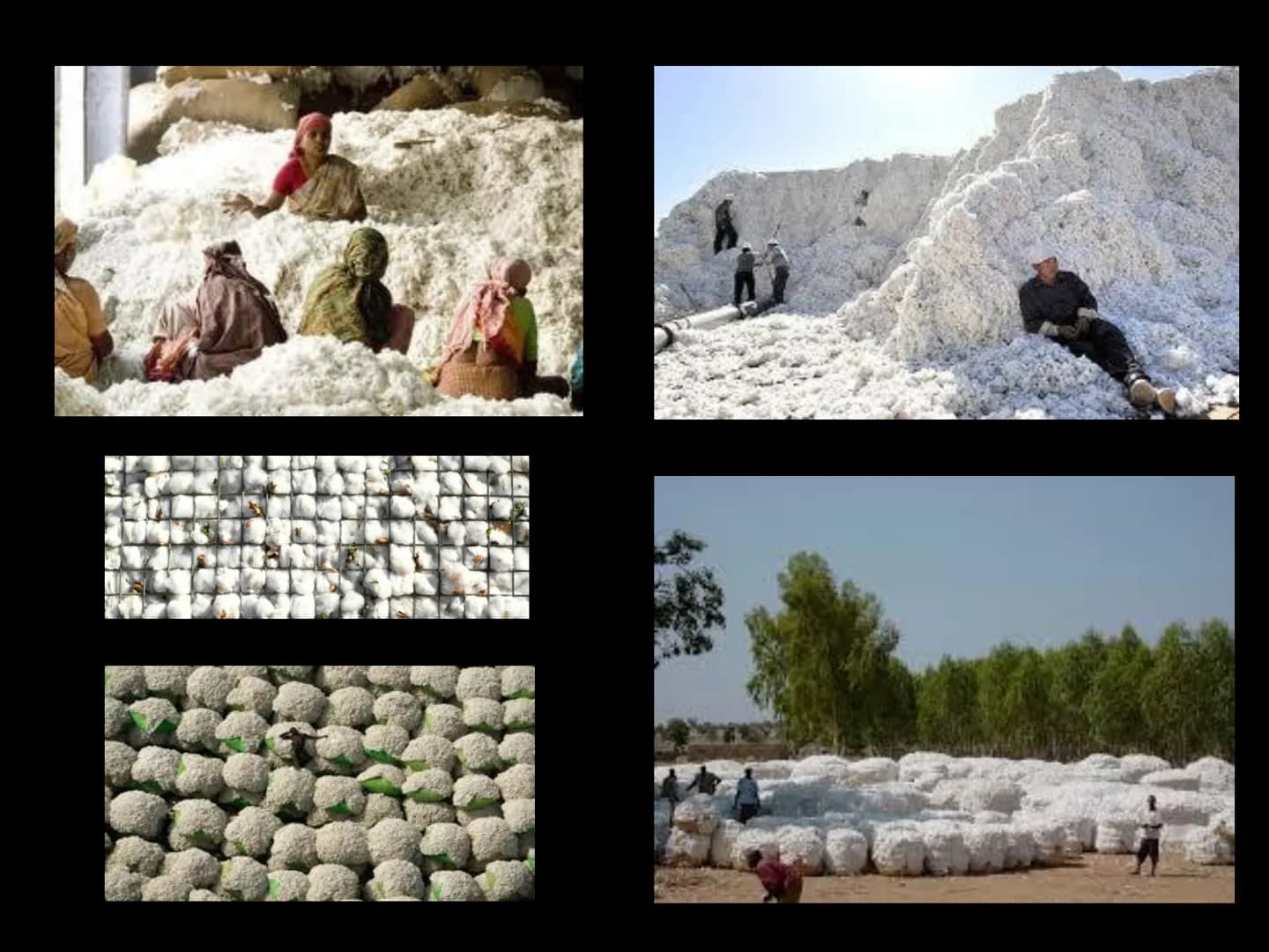 Le fibre tessili FIBRE
TESSILI
NATURALI
CHIMICHE
Miten
VEGETALI
ARTIFICIALI
ANIMALI
SINTETICHE
MINERALI Si chiamano fibre tessili quei mater