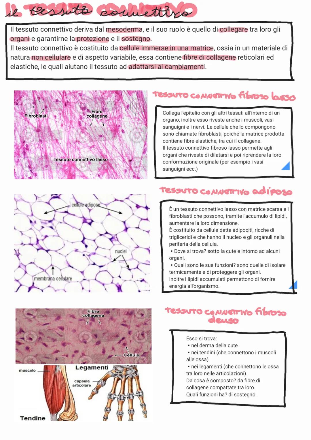 # il tessuto couvettixo

Il tessuto connettivo deriva dal mesoderma, e il suo ruolo è quello di collegare tra loro gli
organi e garantirne l