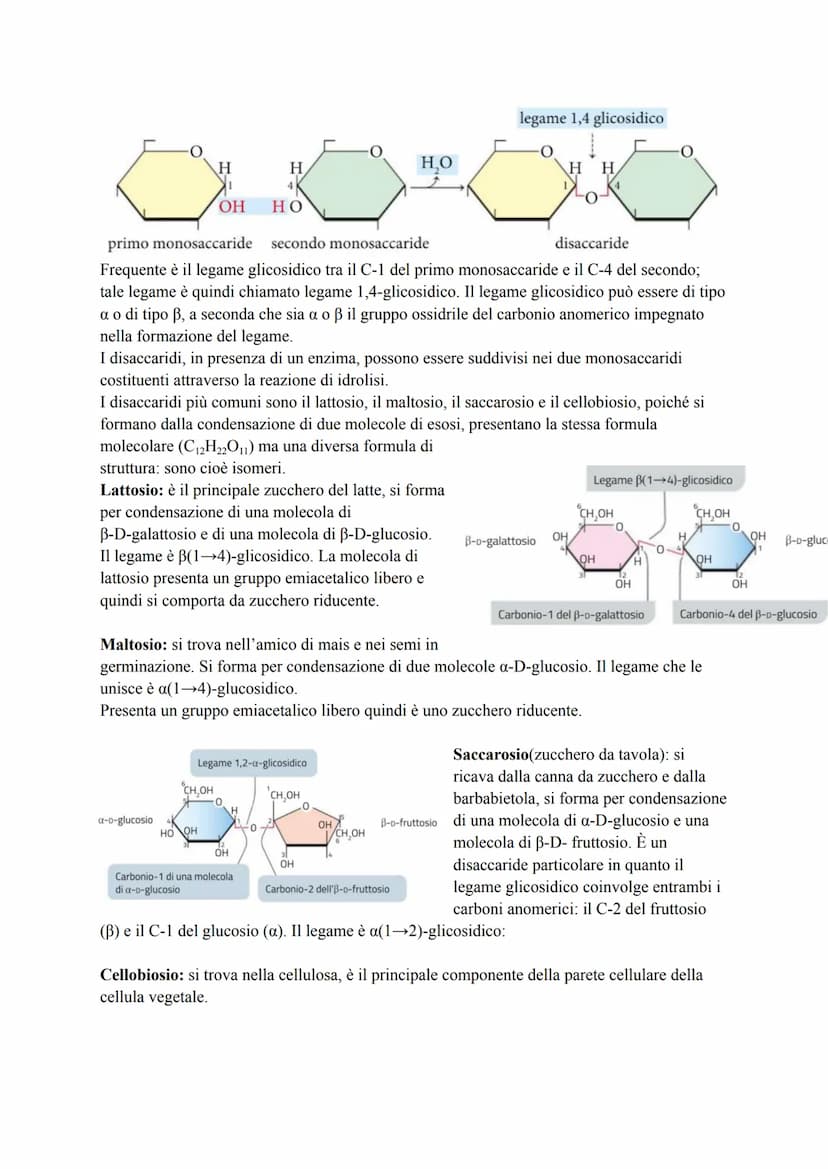 CARBOIDRATI
I carboidrati, detti anche glucidi, sono macromolecole costituite da uno scheletro di atomi di
carbonio (C) e contenenti solo at