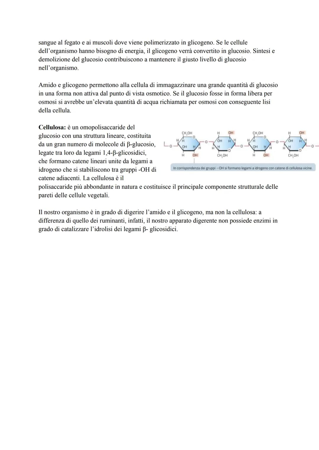 CARBOIDRATI
I carboidrati, detti anche glucidi, sono macromolecole costituite da uno scheletro di atomi di
carbonio (C) e contenenti solo at