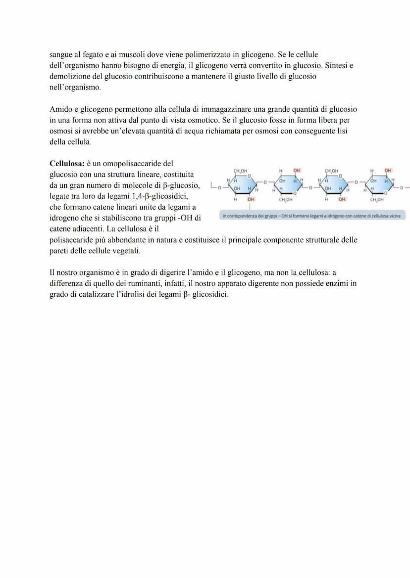 CARBOIDRATI
I carboidrati, detti anche glucidi, sono macromolecole costituite da uno scheletro di atomi di
carbonio (C) e contenenti solo at