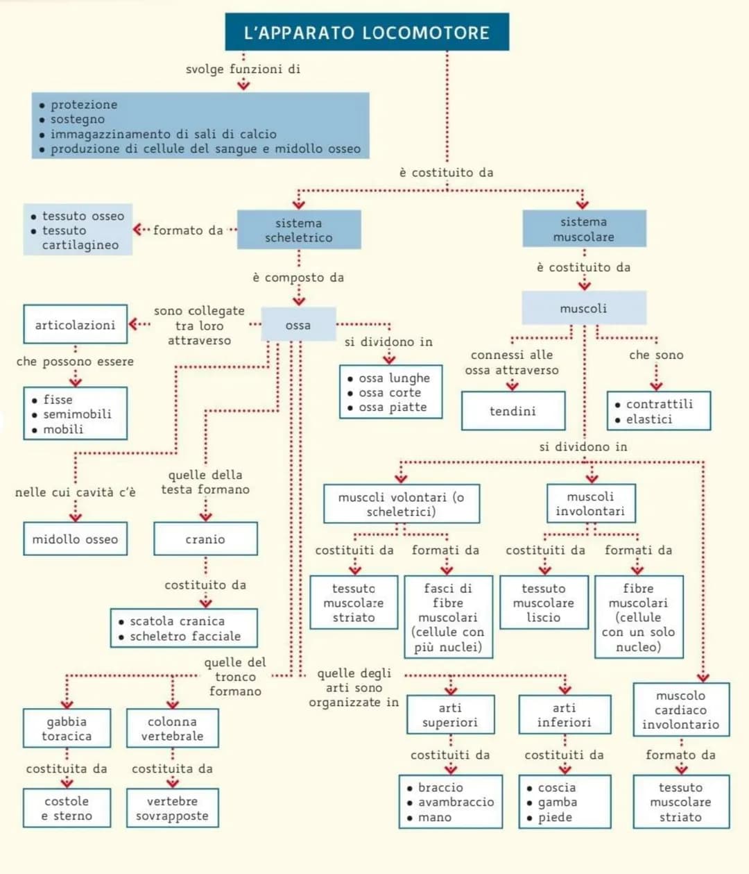 • protezione
• sostegno
• tessuto osseo
• tessuto
cartilagineo
• immagazzinamento di sali di calcio
• produzione di cellule del sangue e mid