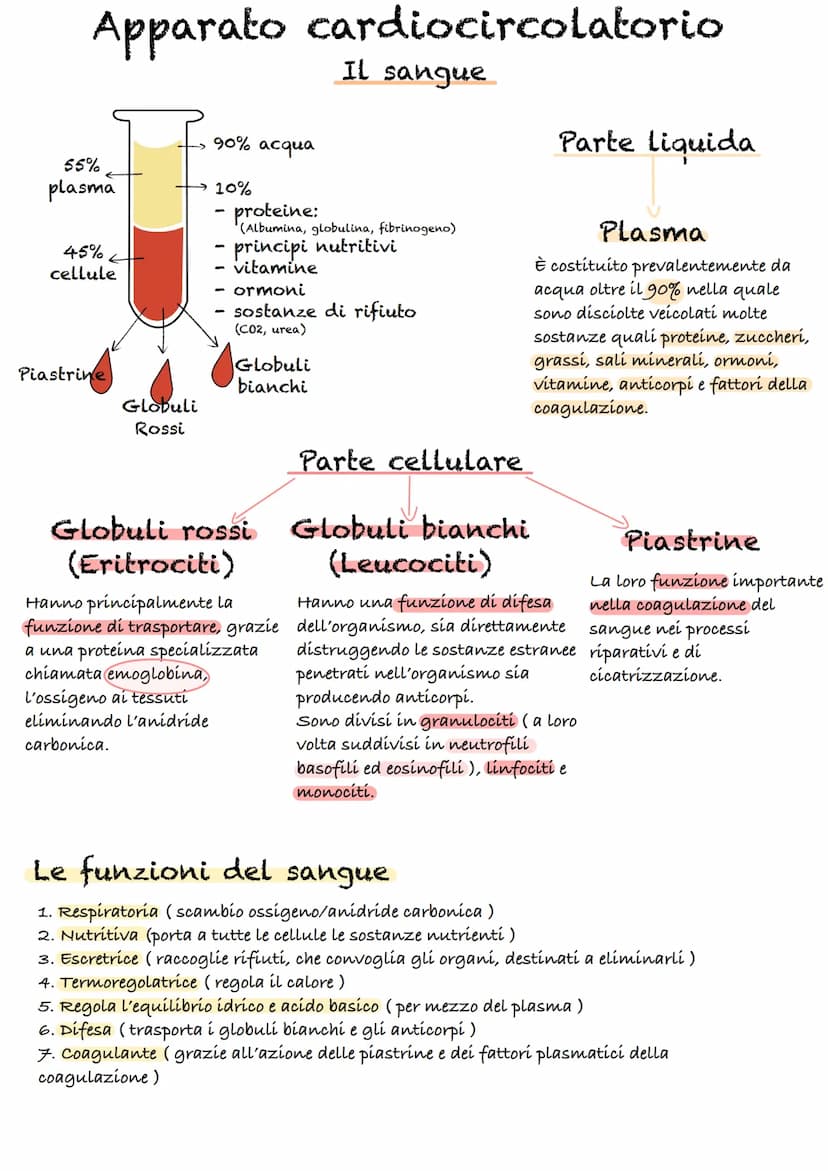 Apparato cardiocircolatorio
55%
plasma
45%
cellule
Piastrine
Globuli
Rossi
90% acqua
10%
-
proteine:
(Albumina, globulina, fibrinogeno)
Il s