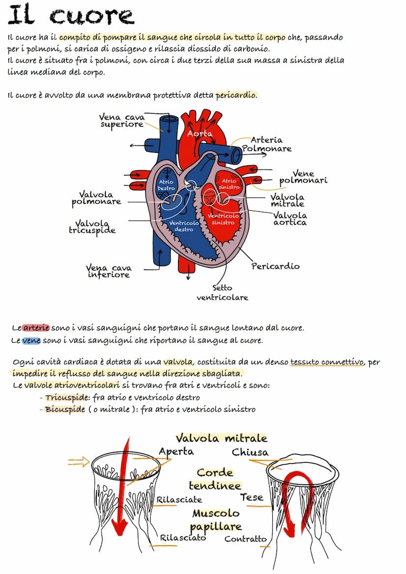 Apparato cardiocircolatorio
55%
plasma
45%
cellule
Piastrine
Globuli
Rossi
90% acqua
10%
-
proteine:
(Albumina, globulina, fibrinogeno)
Il s