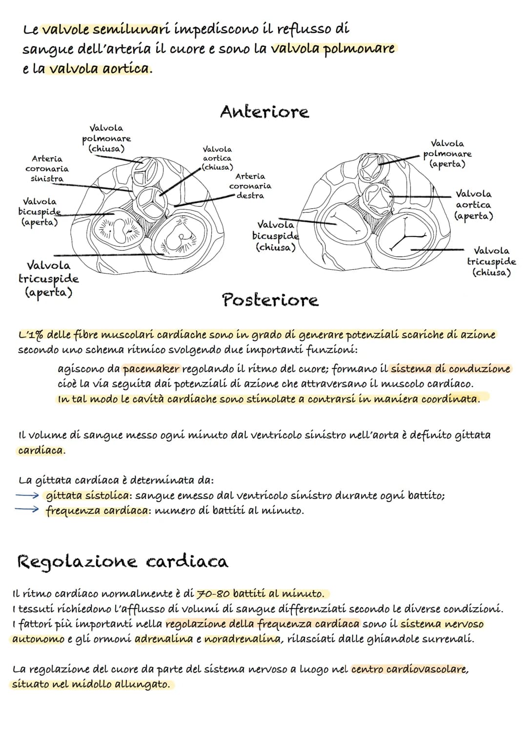 Apparato cardiocircolatorio
55%
plasma
45%
cellule
Piastrine
Globuli
Rossi
90% acqua
10%
-
proteine:
(Albumina, globulina, fibrinogeno)
Il s