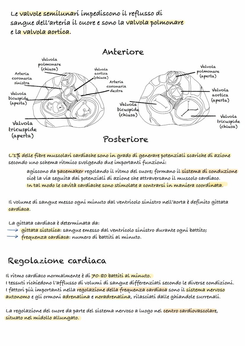 Apparato cardiocircolatorio
55%
plasma
45%
cellule
Piastrine
Globuli
Rossi
90% acqua
10%
-
proteine:
(Albumina, globulina, fibrinogeno)
Il s