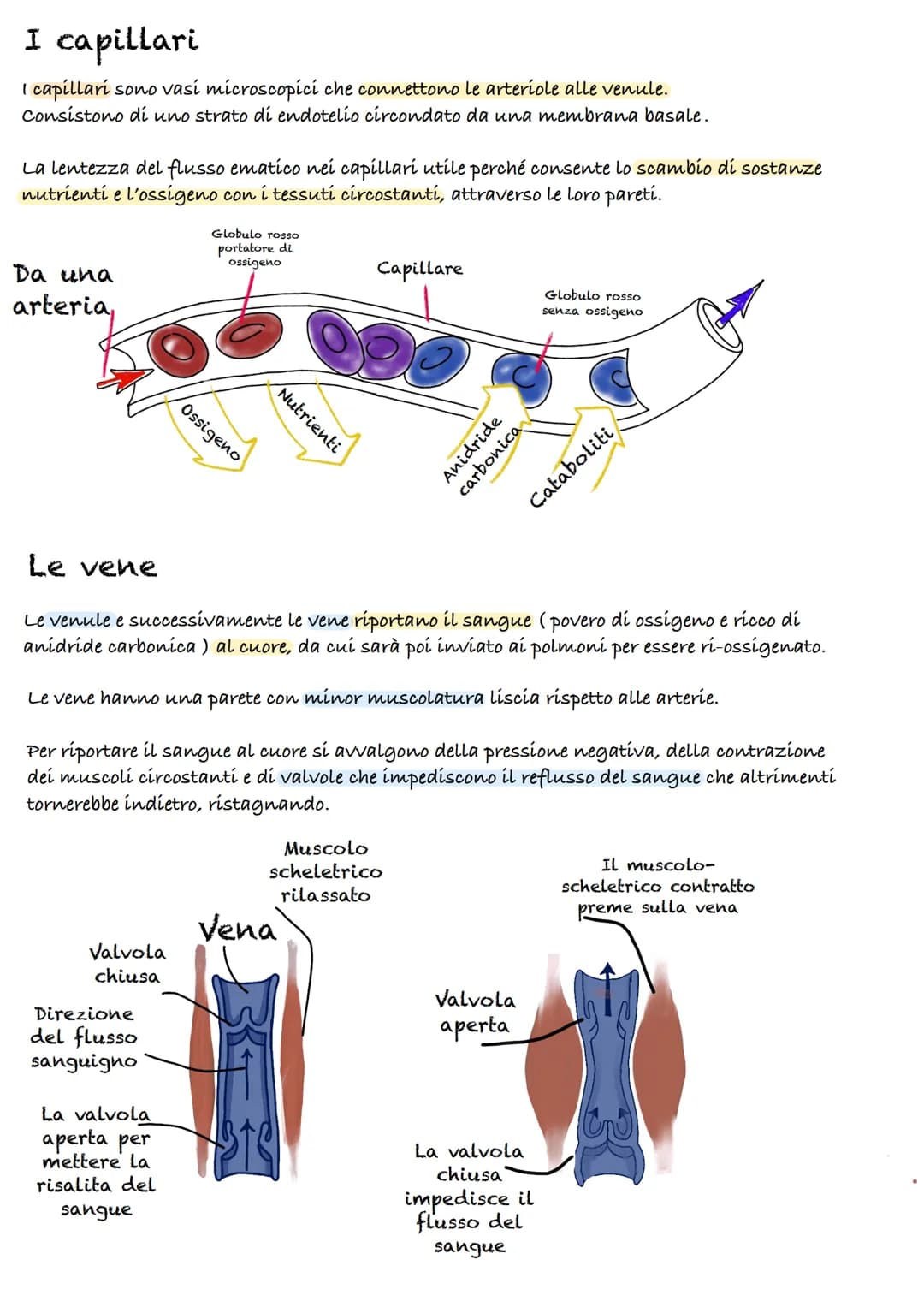Apparato cardiocircolatorio
55%
plasma
45%
cellule
Piastrine
Globuli
Rossi
90% acqua
10%
-
proteine:
(Albumina, globulina, fibrinogeno)
Il s