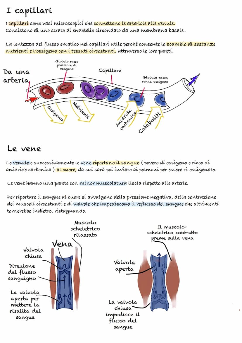 Apparato cardiocircolatorio
55%
plasma
45%
cellule
Piastrine
Globuli
Rossi
90% acqua
10%
-
proteine:
(Albumina, globulina, fibrinogeno)
Il s