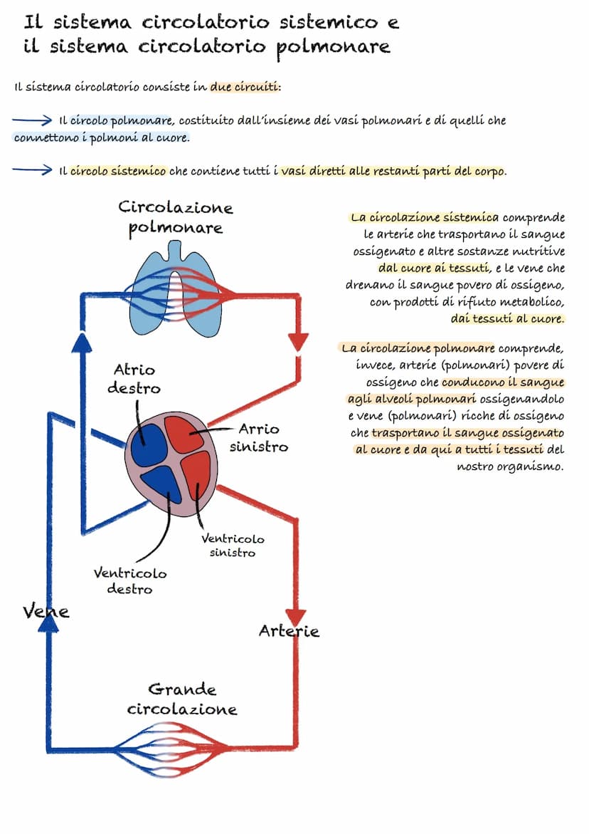 Apparato cardiocircolatorio
55%
plasma
45%
cellule
Piastrine
Globuli
Rossi
90% acqua
10%
-
proteine:
(Albumina, globulina, fibrinogeno)
Il s