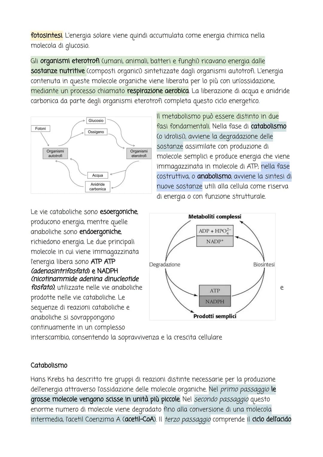 VIVENTI ED ENERGIA
All'interno di ogni cellula, migliaia di reazioni chimiche rendono possibile la vita. Queste
reazioni, che nell'insieme s